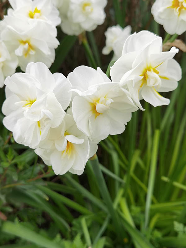 Narcissus aff. 'White Cheerfulness' en fleurs dans un jardin ensoleillé